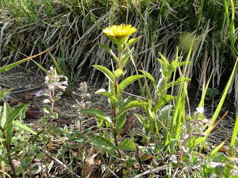 Pentanema hirtum (=Inula hirta) / Enula scabra